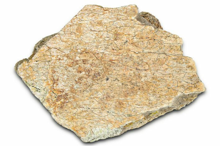 Dinosaur (Triceratops) Frill Shield Section - Montana #366650